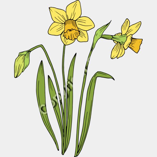 B6177 Daffodil Thumbnail