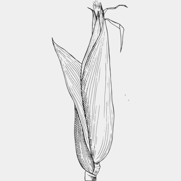 07987 Corn Thumbnail