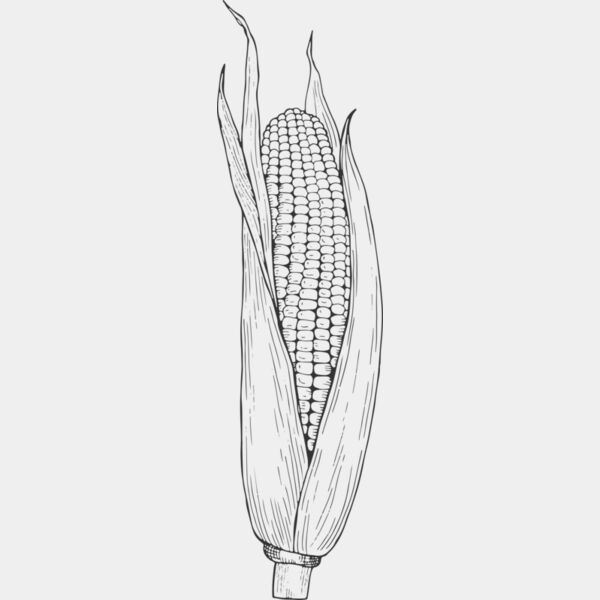 07988 Corn Thumbnail